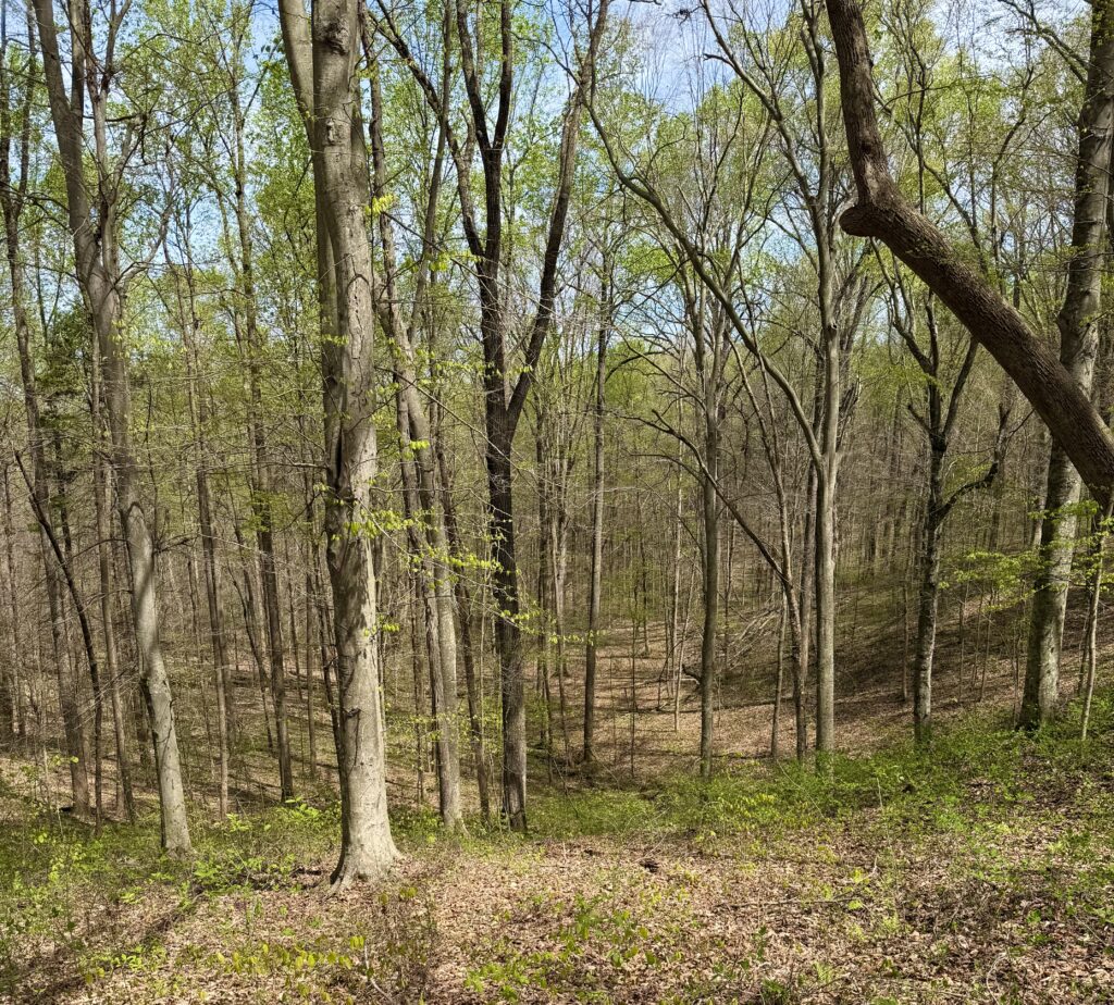 mammoth cave 2026