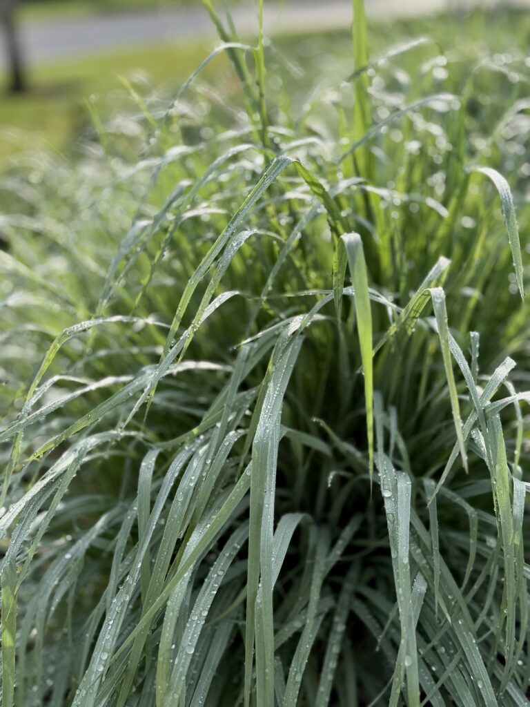 dew