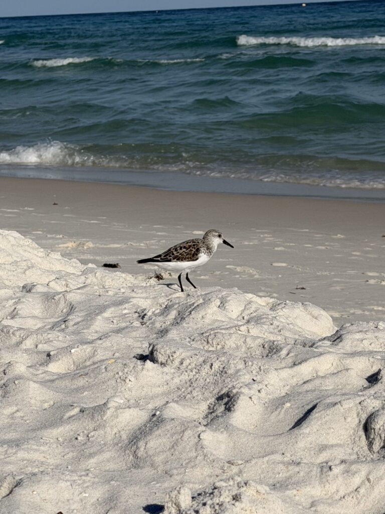 Pensacola Beach