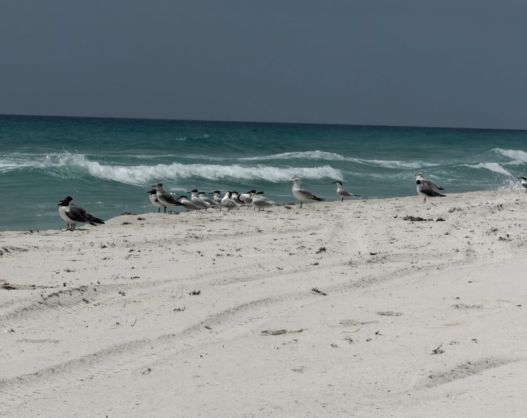 Pensacola Beach