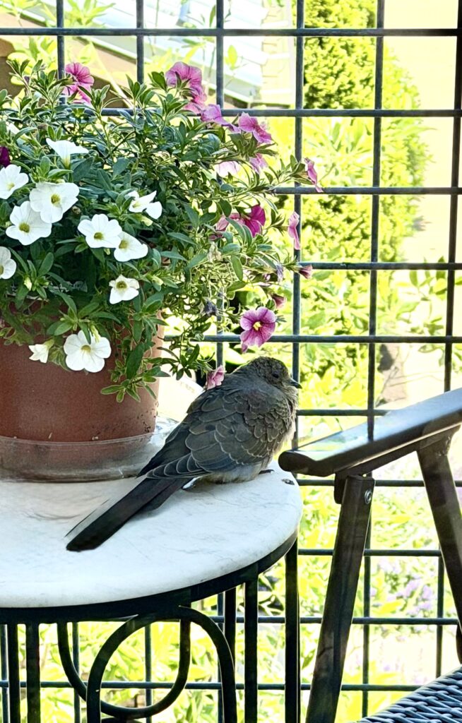 dove on patio table