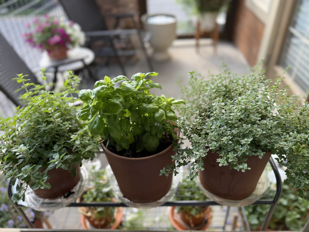 herb garden