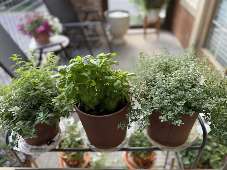 herb garden