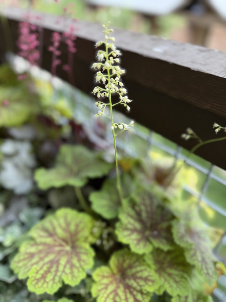 Heucheras in bloom