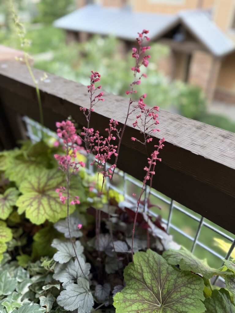 Heucheras in bloom momentary stillness
