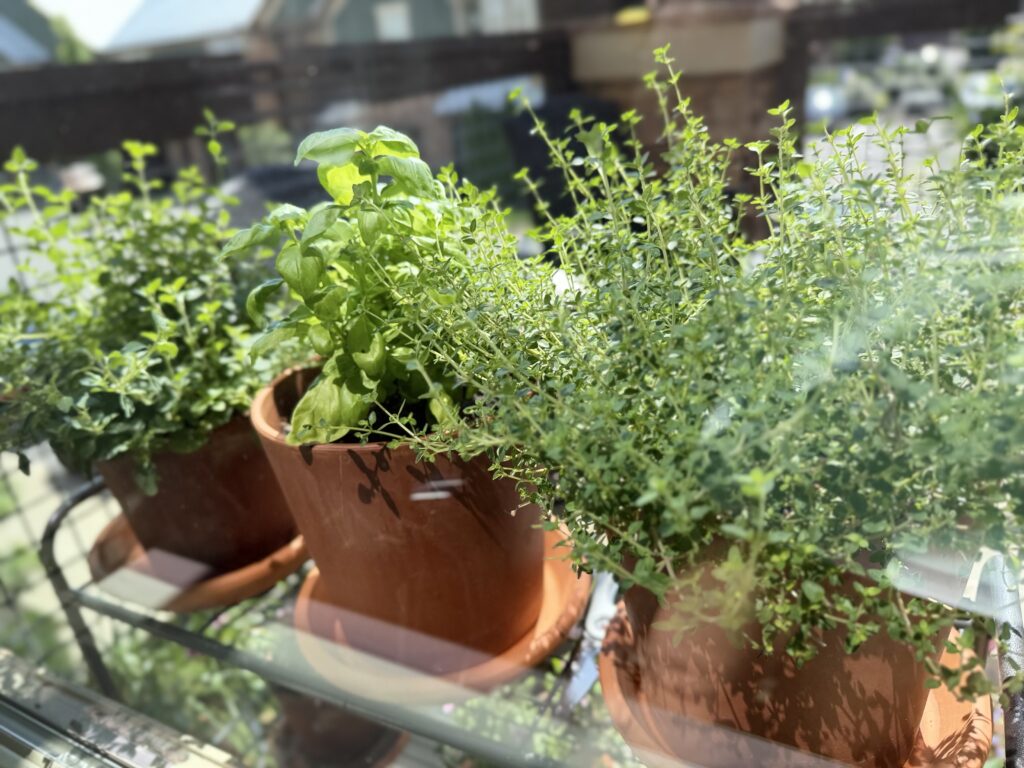 herbs