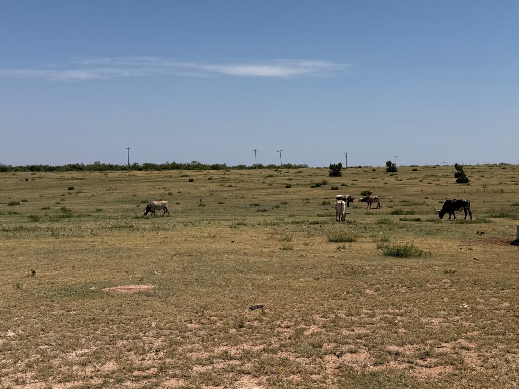 Texas courage