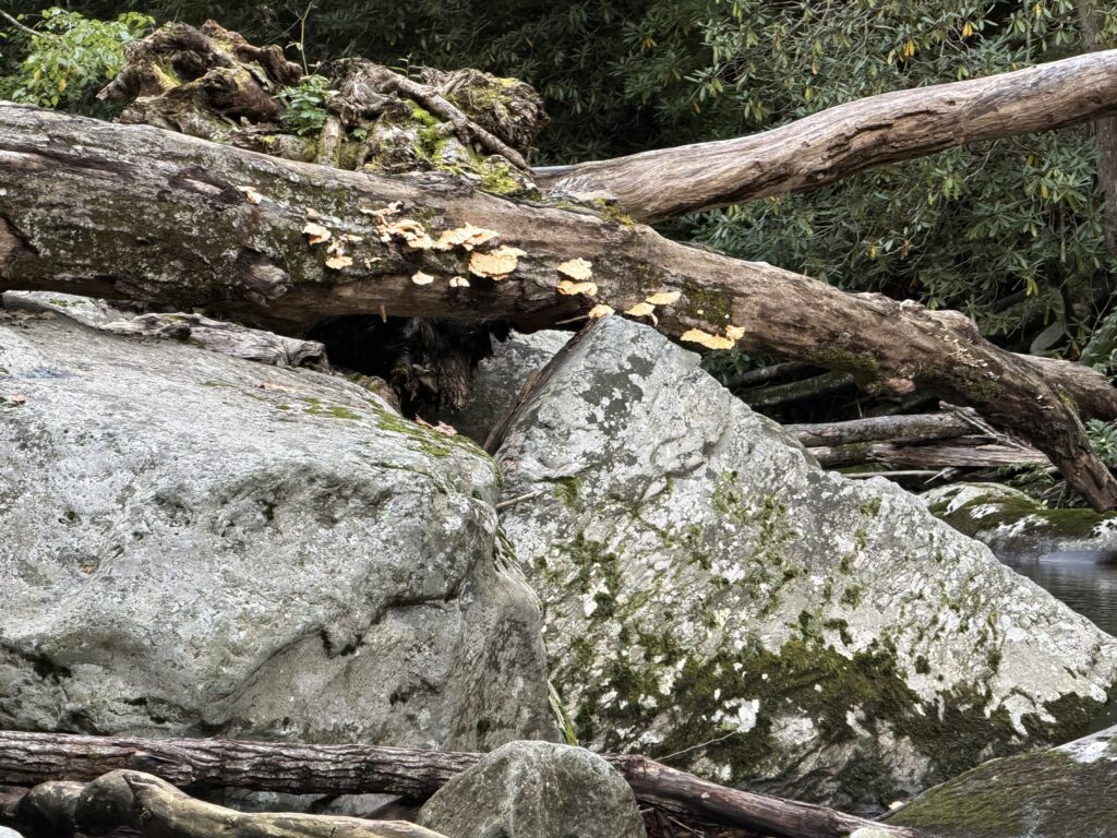 moss