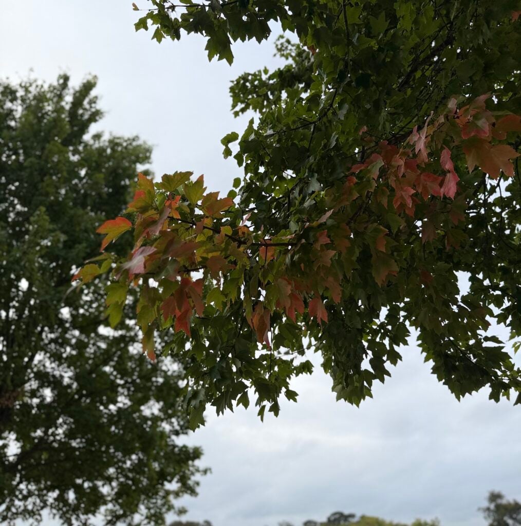 autumn leaves